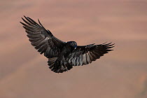 White-necked raven (Corvus albicollis) in flight, Giant's Castle Game Reserve, KwaZulu-Natal, South Africa.