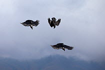 Three White-necked ravens (Corvus albicollis) in flight, swooping, Giant's Castle Game Reserve, KwaZulu-Natal, South Africa.