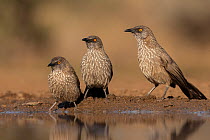 Three Arrow-marked babblers (Turdoides jardineii) standing at water's edge, Zimanga Game Reserve. KwaZulu-Natal, South Africa.