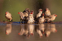 Small flock of Red-billed queleas (Quelea quelea) bathing at water's edge, Zimanga Game Reserve. KwaZulu-Natal, South Africa.