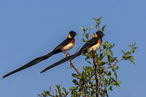 Two Long-tailed paradise whydah (Vidua paradisaea) males in breeding plumage, perched in tree top, Kruger National Park, South Africa.