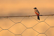 Black-faced waxbill (Brunhilda erythronotos) perched on wire fence at dusk, Kgalagadi Transfrontier Park, Northern Cape, South Africa.