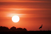 Saddle-billed stork (Ephippiorhynchus senegalensis) silhouetted at sunset, Chobe National Park, Botswana.