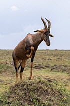 Topi (Damaliscus lunatus) bull, standing on a termite mound, Masai Mara, Kenya.