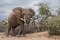 African elephant (Loxodonta africana) carrying a tree branch with its trunk, Mashatu Game Reserve, Botswana. Endangered.