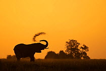 African elephant (Loxodonta africana) dust bathing at sunset, Chobe National Park, Botswana. Endangered.
