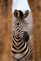 Plains zebra (Equus quagga burchellii) looking through legs of Giraffe (Giraffa sp.), Zimanga Game Reserve, KwaZulu-Natal, South Africa.