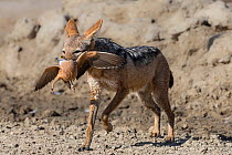 Black-backed jackal (Lupulella mesomelas) carrying Burchell's sandgrouse (Pterocles burchelli) prey in mouth, Kgalagadi Transfrontier Park, Northern Cape, South Africa.