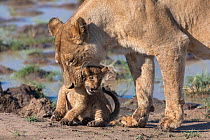 Lioness (Panthera leo) holding cub in her mouth, Mashatu Game Reserve, Botswana.