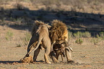 Two Lions (Panthera leo) male, arguing over young Wildebeest prey (Connochaetes taurinus), Kgalagadi Transfrontier Park, Northern Cape, South Africa.