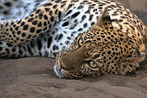 Leopard (Panthera pardus) resting, Mashatu Game Reserve, Botswana.