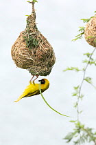 RF - Southern masked weaver (Ploceus velatus) male, nest building, Kruger National Park, South Africa. (This image may be licensed either as rights managed or royalty free.)