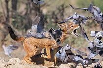 RF - Black-backed jackal (Lupulella mesomelas) hunting Cape turtle doves (Streptopelia capicola), Kgalagadi Transfrontier Park, Northern Cape, South Africa. (This image may be licensed either as right...