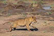 RF - Lion (Panthera leo) cub, running, Mashatu Game Reserve, Botswana. (This image may be licensed either as rights managed or royalty free.)
