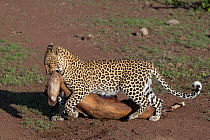 RF - Leopard (Panthera pardus) dragging Antelope kill, Mashatu Game Reserve, Botswana. (This image may be licensed either as rights managed or royalty free.)