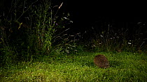 European hedgehog (Erinaceus europaeus) scratching side and disappearing into tall grass at edge of garden lawn, Greater Manchester, UK, August. Sequence 2/2.