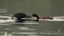 Tracking shot of Common loon (Gavia immer) feeding chick small fish, Maine, USA, July.