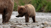 Brown bear (Ursus arctos) cub playing with a rock and licking paw whilst standing beside mother in river, Katmai, Alaska, USA, August.