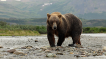 Tracking shot of Brown bear (Ursus arctos) male looking around and walking through river, Katmai, Alaska, USA, August.