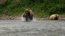 Tracking shot of Brown bear (Ursus arctos) chasing salmon down river as a Gull (Larus sp.) flies past and another bear watches, Katmai, Alaska, USA, August.