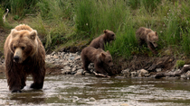 Tracking shot of Brown bear (Ursus arctos) mother wading through river to catch Sockeye salmon (Oncorhynchus nerka) as her three cubs follow along riverbank, Katmai, Alaska, USA, August.