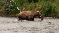 Tracking shot of Brown bear (Ursus arctos) mother catching Sockeye salmon (Oncorhynchus nerka) in river as cubs wait on riverbank, Katmai, Alaska, USA, August.