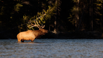 Elk (Cervus canadensis) stag in rut bugling as it wades through Bow River, Banff National Park, Alberta, Canada, September.