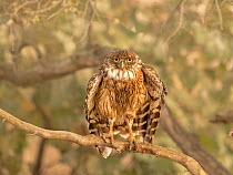 Brown fish owl Ketoupa zeylonensis) perched on branch, drying off after fishing, Ranthambhore, India.
