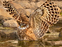 Brown fish owl (Ketoupa zeylonensis) spreading wings whilst fishing in shallow water, Ranthambhore, India.