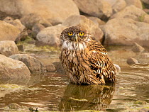 Brown fish owl (Ketoupa zeylonensis) fishing in shallow water, Ranthambhore, India.