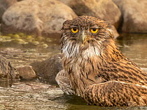RF - Brown fish owl (Ketoupa zeylonensis) fishing in shallow water, Ranthambhore, India. (This image may be licensed either as rights managed or royalty free.)