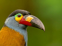 Plate-billed mountain toucan (Andigena laminirostris) head portrait, Ecuador.