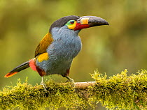 Plate-billed mountain toucan (Andigena laminirostris) perched on branch in cloud forest, Ecuador.