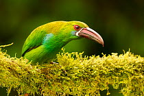 RF - Crimson-rumped toucanet (Aulacorhynchus haematopygus) perched on branch in cloud forest, Ecuador. (This image may be licensed either as rights managed or royalty free.)