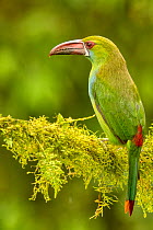 RF - Crimson-rumped toucanet (Aulacorhynchus haematopygus) perched on branch in cloud forest, Ecuador. (This image may be licensed either as rights managed or royalty free.)