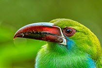 Crimson-rumped toucanet (Aulacorhynchus haematopygus) head portrait, Ecuador.