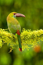 Crimson-rumped toucanet (Aulacorhynchus haematopygus) perched on branch In cloud forest, Ecuador.