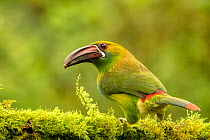Crimson-rumped toucanet (Aulacorhynchus haematopygus) perched on branch in cloud forest, Ecuador.