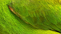 Crimson-rumped toucanet (Aulacorhynchus haematopygus) feathers detail, Ecuador.