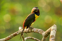 RF - Chestnut-eared aracari (Pteroglossus castanotis) perched on branch in Amazon rainforest, Ecuador. (This image may be licensed either as rights managed or royalty free.)
