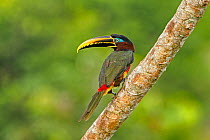 Chestnut-eared aracari (Pteroglossus castanotis) perched on branch in Amazon rainforest, Ecuador.