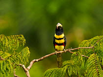 Many-banded aracari (Pteroglossus pluricinctus) perched in tree In cloud forest, Ecuador.