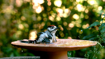 Great spotted woodpecker (Dendrocopos major) juvenile bathing in a birdbath, Guildford, Surrey, UK.