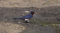 Barn swallow (Hirundo rustica) gathering mud and horse hair for nest building. A House martin (Delichon urbicum) enters frame and lands behind the Swallow as it flies off. Guildford, Surrey, UK