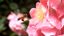 Honey bee (Apis mellifera) worker enters frame and flies towards Rose flower (Rosa sp.) to inspect it. The bee decides not to feed and flies out of the frame. Guildford, Surrey, UK.