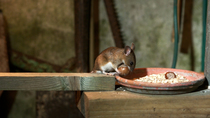 Yellow-necked fieldmouse (Apodemus flavicollis) enters the frame and runs along a wooden beam. Then the animal picks up a Hazelnut with its mouth and runs off, out of the frame. Garden shed, Guildford...