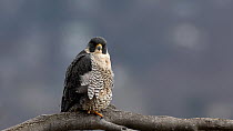 Peregrine falcon (Falco peregrinus) perched on a tree branch, looking around. The bird spots something moving past and watches it closely. New Jersey, USA.