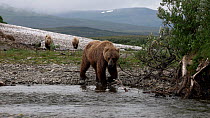 Tracking shot of a Brown bear (Ursus arctos) walking along the water's edge, during Salmon (Salmonidae sp.) migration. In the background, three cubs are following. Katmai National Park, Alaska. August...