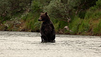 Brown bear (Ursus arctos) hunting Salmon (Salmonidae sp.) in a river. The bear chases after its prey but loses it, then the animal stands on its hind legs and looks around. Katmai National Park, Alask...