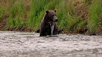 Brown bear (Ursus arctos) hunting Salmon (Salmonidae sp.) using the 'snorkeling' technique. The bear looks for fish by immersing its head in water. Katmai National Park, Alaska. August.